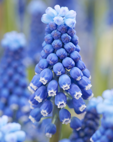 Muscari Blue Moon Blauw